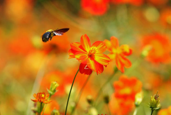 Tokyo, Japan: A bee flies around a field of red and yellow cosmos at Hamarikyu park