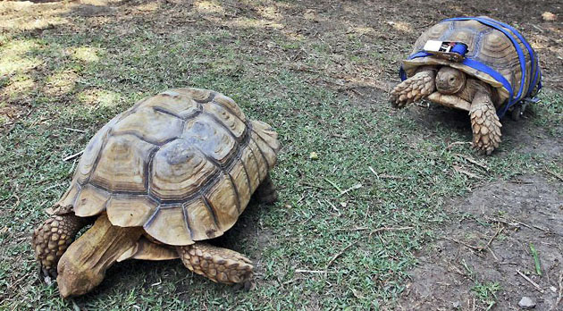 Jerusalem, Isreal: Arava, a disabled tortoise crawls inside an enclosure with a custom skateboard attached to her shell that helps her move around