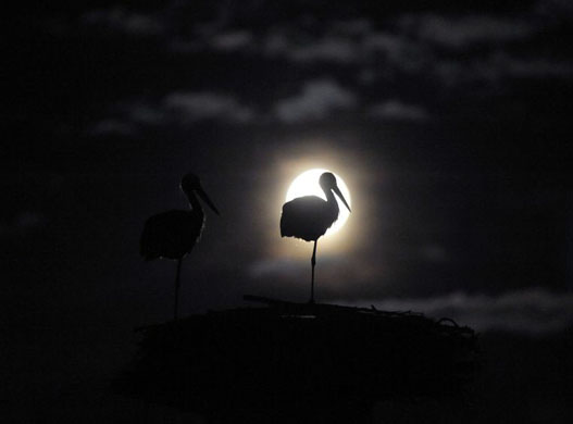Warsaw, Poland: Storks sleep in a nest during a full moon. Storks leave Poland for Africa at the end of August