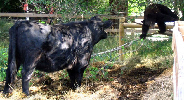 Hygiene, US: A cow named Apple confronts a bear climbing over a fence into her pasture