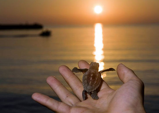 Linosa, Sicily: A volunteer from the Marine Turtle Rescue Centre holds a newly hatched sea turtle