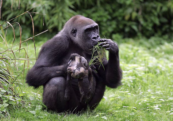 Muenster, Germany: Gana the gorilla carries her dead baby at the zoo