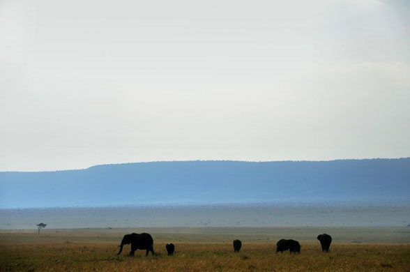 Maasai Mara National park, Kenya: A herd of elephant pasture on a plain