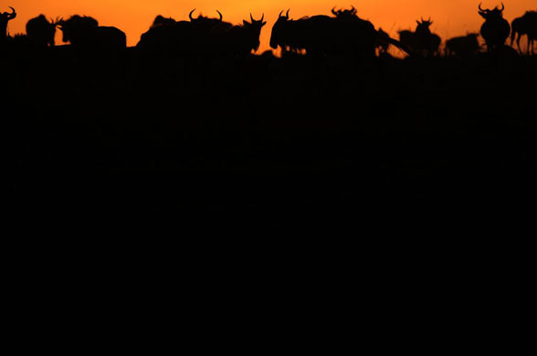 Maasai Mara National park, Kenya: A herd of wildebeest gather at the top of a hill at sunset after they succesfully crossed the Mara river during the annual migration