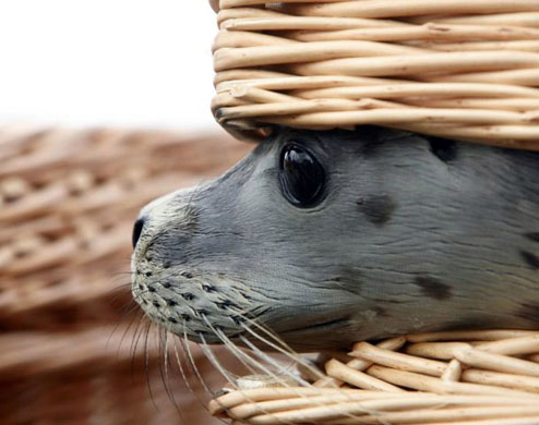 Norddeich, Germany: Seal pup Eddy peeks out of a basket at the port before being transported to the sands of the island of Juist