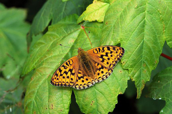 A high brown fritillary butterfly, a species that has been affected by the poor weather this year
