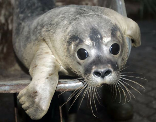 Seal pup