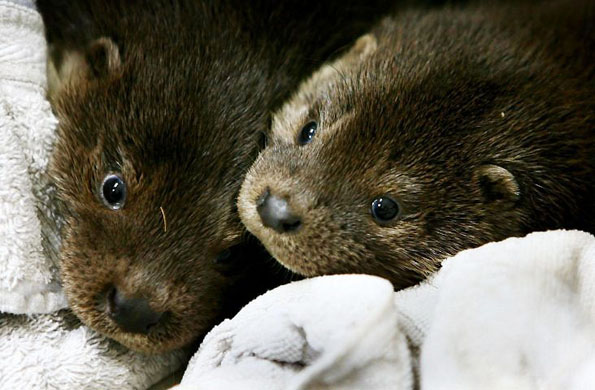 Otter cubs