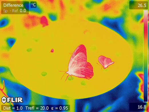 By changing the parameters on the thermal camera, the veins running through this butterfly’s wings are clearly visible