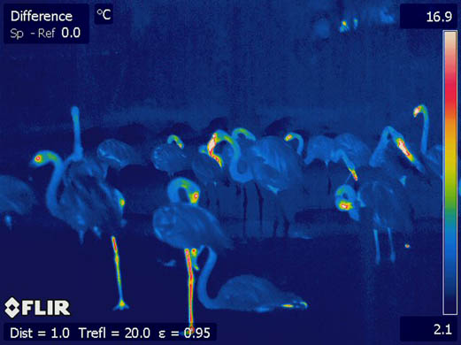 These flamingos have brilliant insulation, allowing heat to escape only through one leg