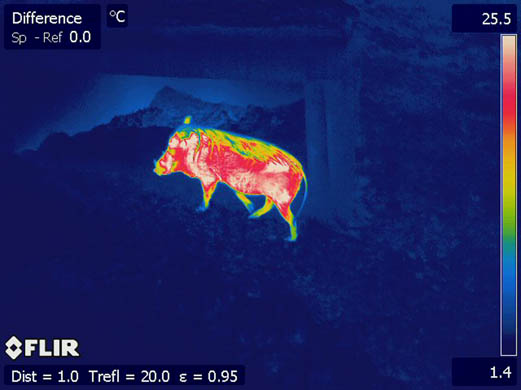 The coarse hair on this warthog’s back helps keep him cooler