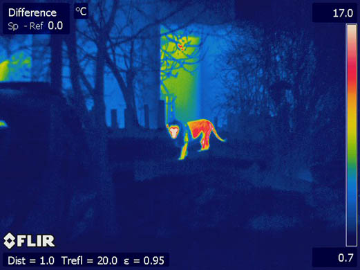 Lucifer the lion’s mane isn’t allowing any heat to escape