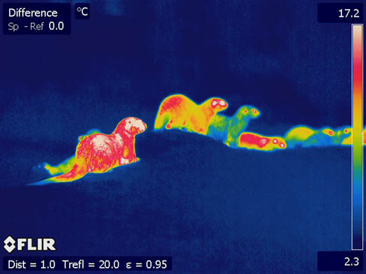 Asian short-clawed otters