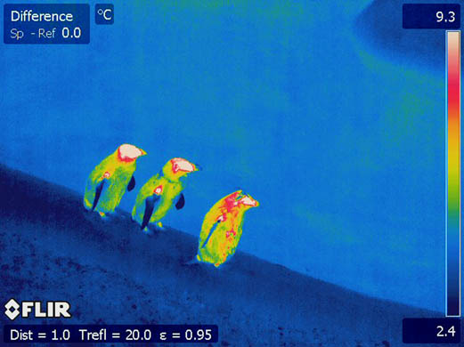 Three South African black-footed penguins trundle along the edge of their cold pool