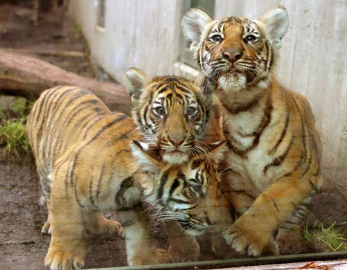 Tiger cubs