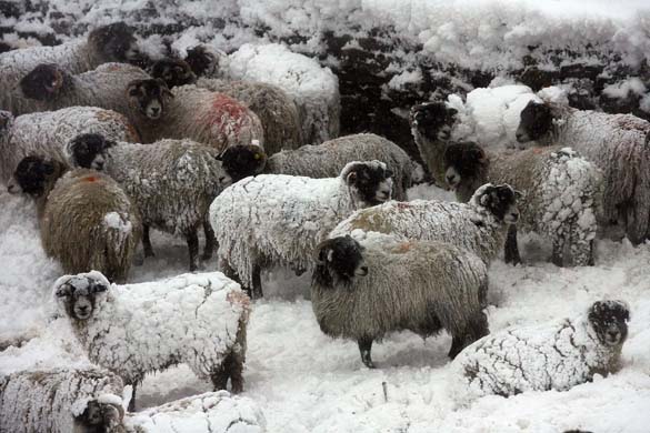 GD6078021@Snow-covered-sheep-in-5766.jpg