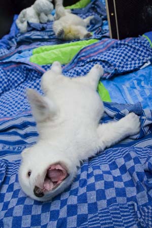 Polar bear cub
