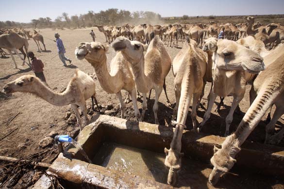 Camels drinking