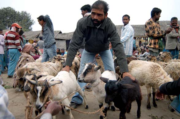 A goat market