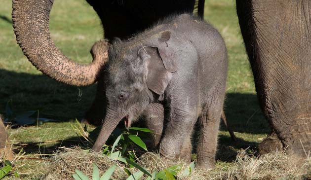New baby elephant