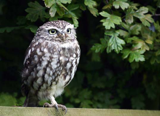 Little Owl