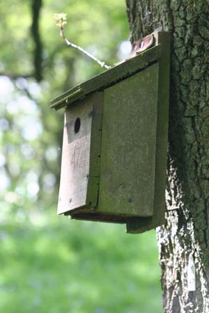 http://static.guim.co.uk/Guardian/environment/gallery/2008/feb/12/wildlife1/GD6225326@Nestbox-on-tree-2-8345.jpg