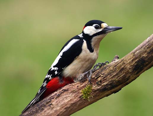 Great spotted woodpecker