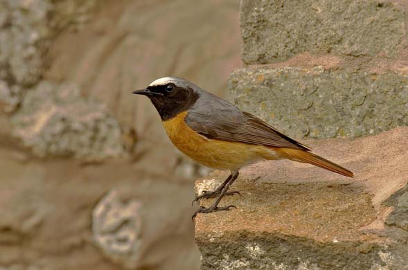 Redstart