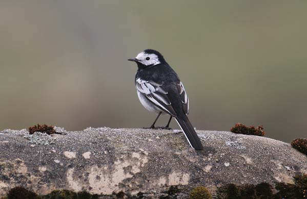Pied wagtail
