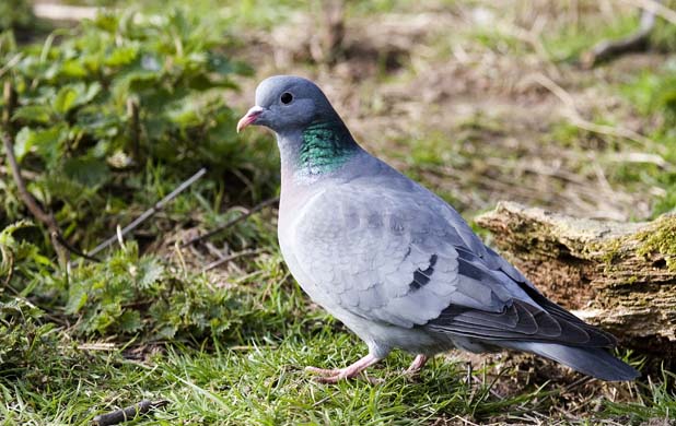 Stock dove