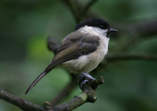 Willow tit