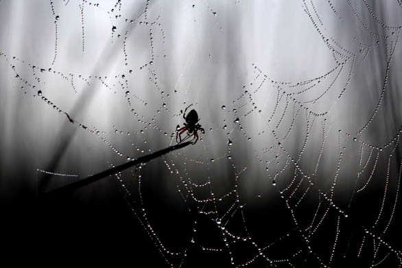 A spider sits on its web