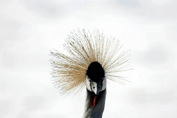Grey crowned crane of Africa walks in the snow at Attica zoo