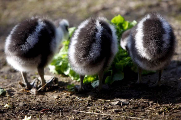 Zurich, Switzerland: Three young capre barren geese eat their salad in the zoo