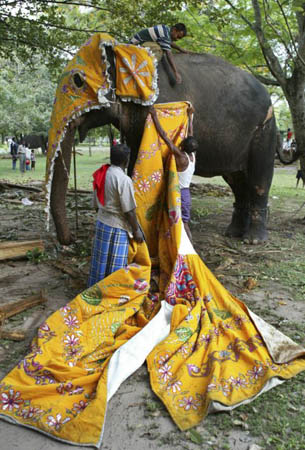 Colombo, Sri Lanka: Mahouts dress up an elephant for a Buddhist procession