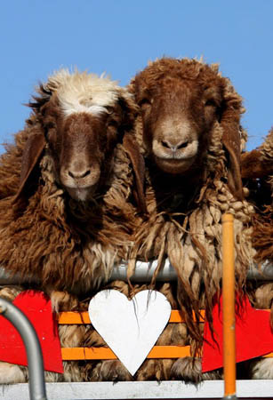 Sheep sit on a truck decorated with hearts passing along the Daher Al Baydar main road from Beirut to Damascus