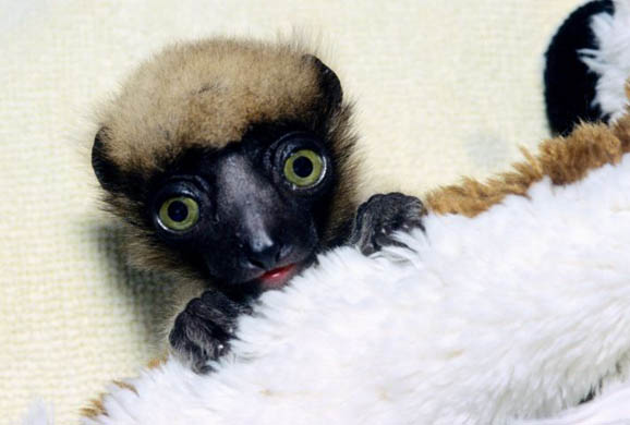 Kibongo, a crowned verreauxi sifakas