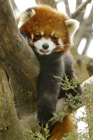 Mao Mi, a red panda