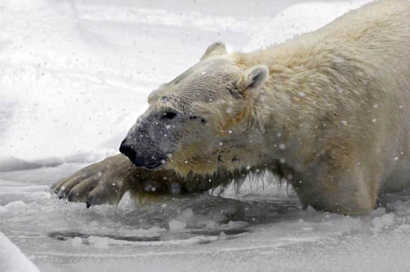 Tundra, a male polar bear, breaks the ice so he can go for a swim in the Bronx zoo's outdoor pool