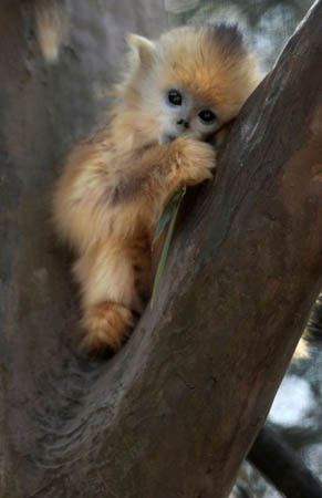 A nine-month-old female golden snub-nosed monkey called Mei Mei