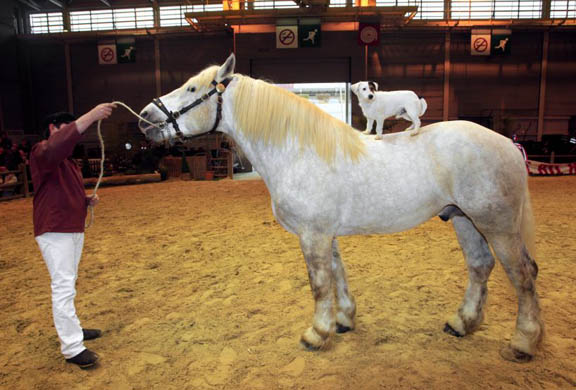 A man presents a Boulonnais, a French draft horse during the 45th International Agriculture Fair