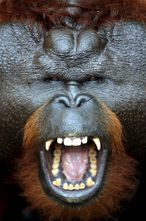 Aman, a 20-year-old orangutan who has had his eyesight restored after 10 years of blindness