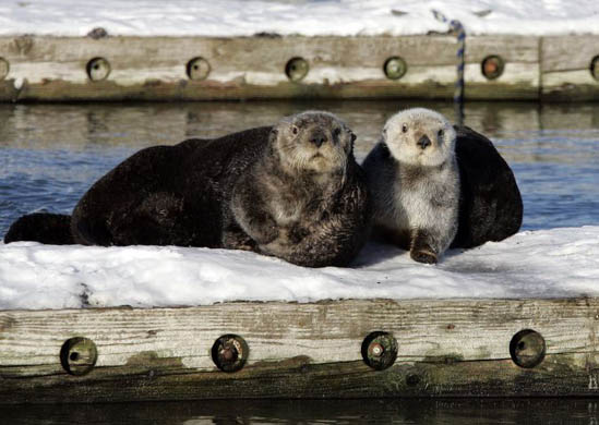 A couple of sea otters sits on a float in the boat harbour