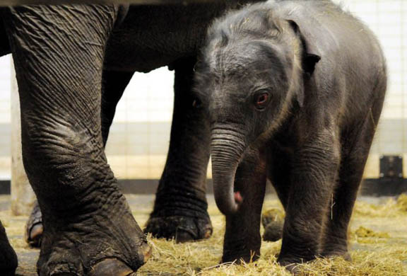 Emmen, The Netherlands: An Asian newborn elephant next to his mother in the zoo