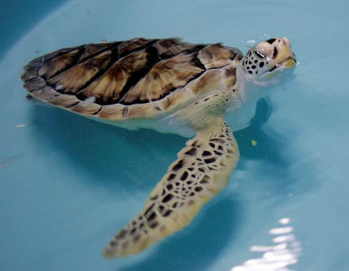 Allison, a three-year-old atlantic green sea turtle