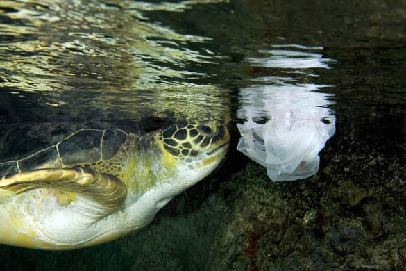 GD6421801@Green-Sea-Turtle-and--3423.jpg