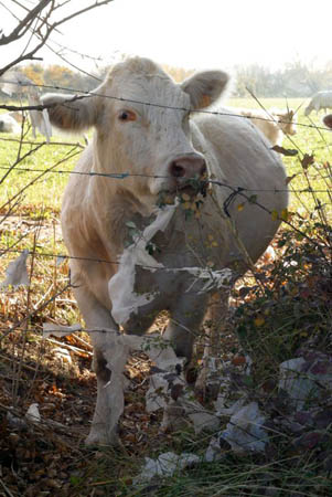plastic bags in Istres, France