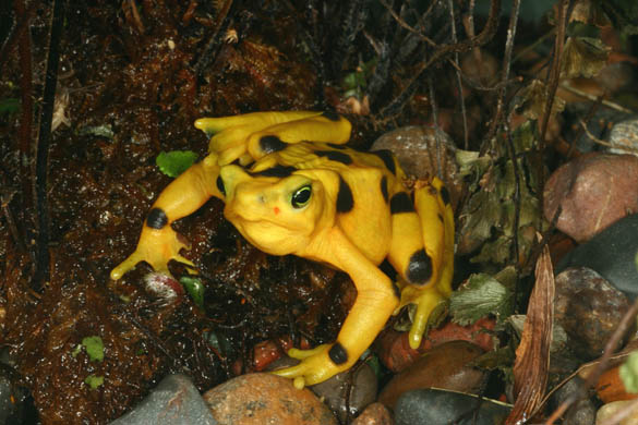 frogs endangered