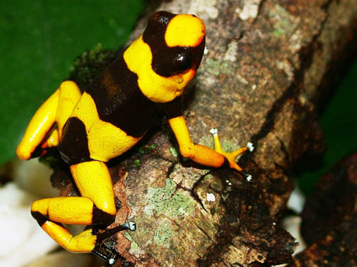 Lehmann's poison frog