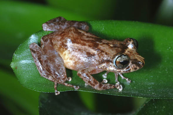 Eleutherodactylus locustus